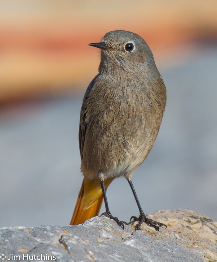 Black Redstart