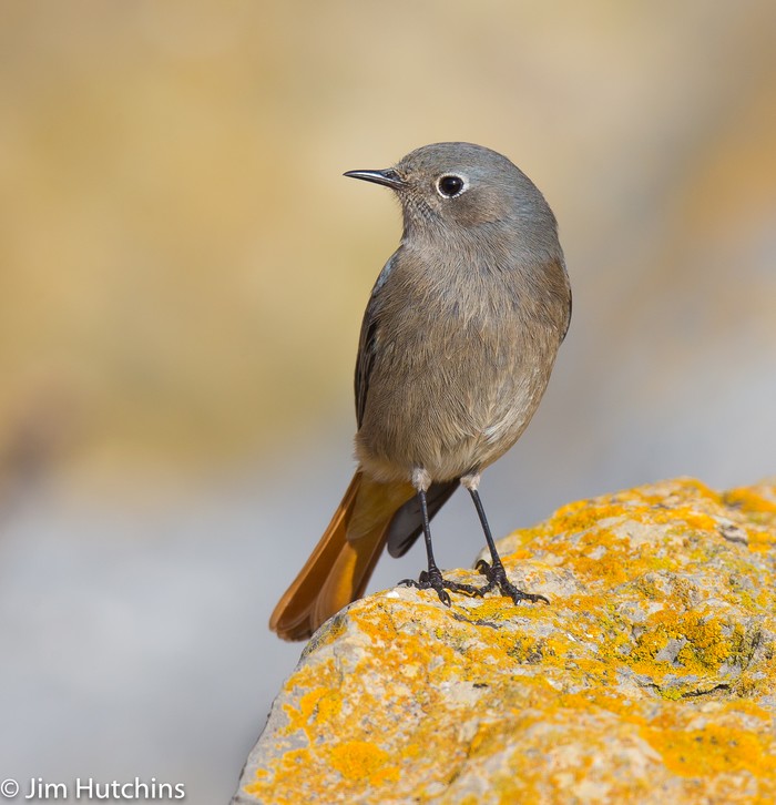 Black Redstart