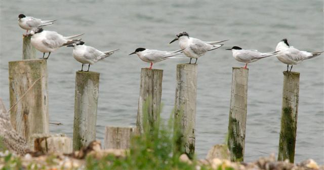 Roseate Tern