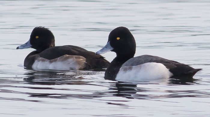 Lesser Scaup