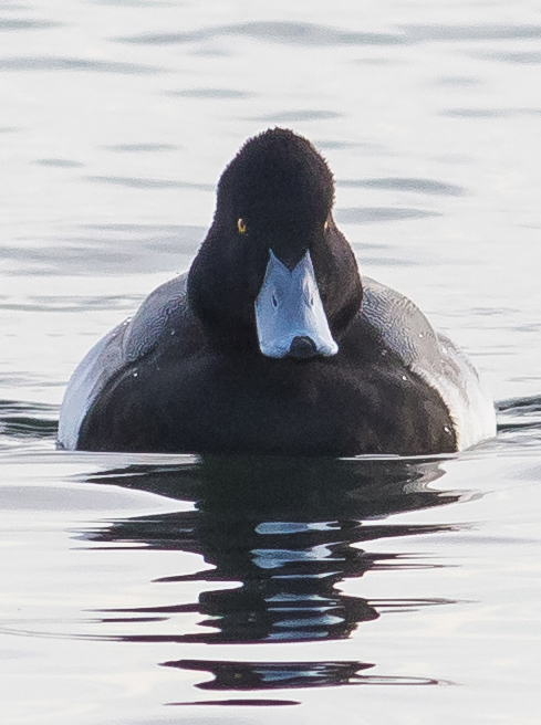 Lesser Scaup
