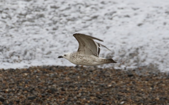 Caspian Gull