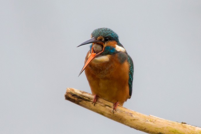 Kingfisher