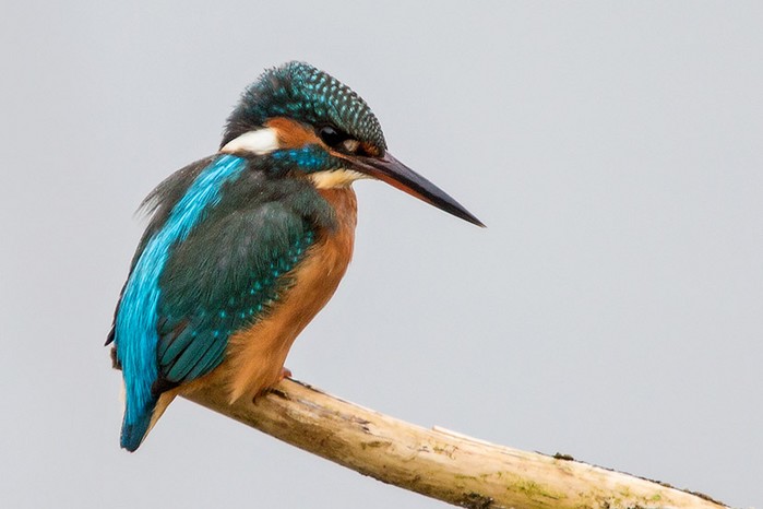 Kingfisher