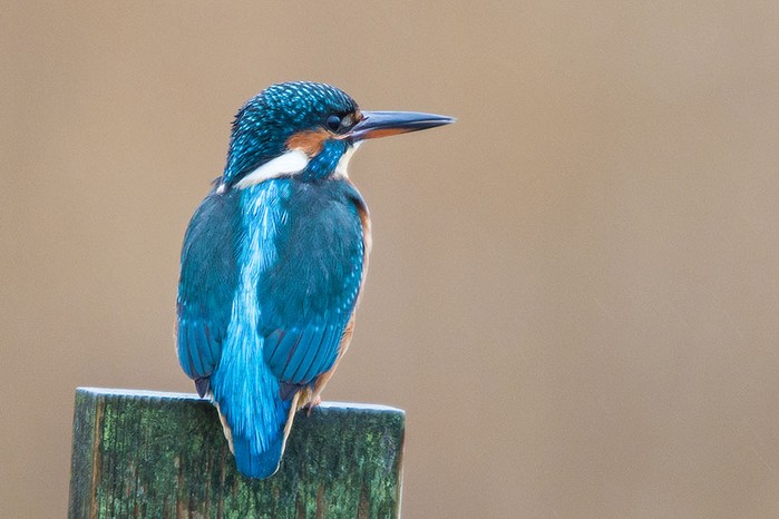 Kingfisher