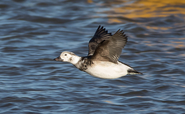 Long-tailed Duck