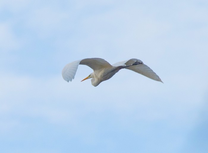Great White Egret