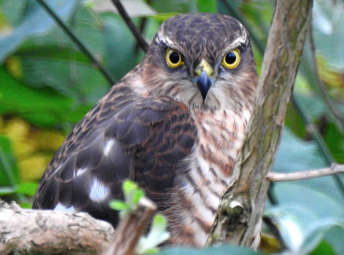Sparrowhawk