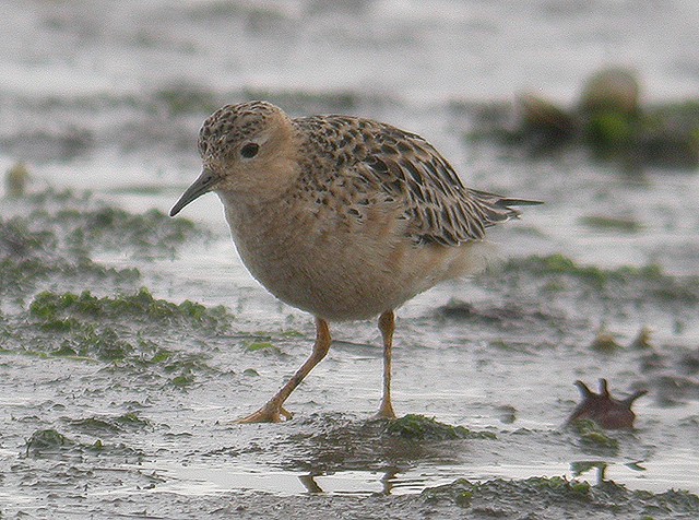 Buff-breasted Sandpiper