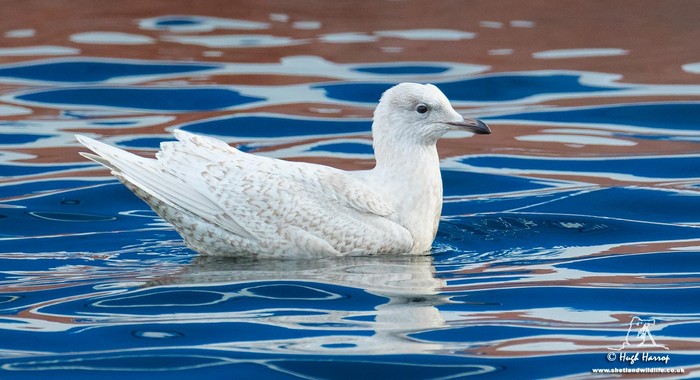 Iceland Gull