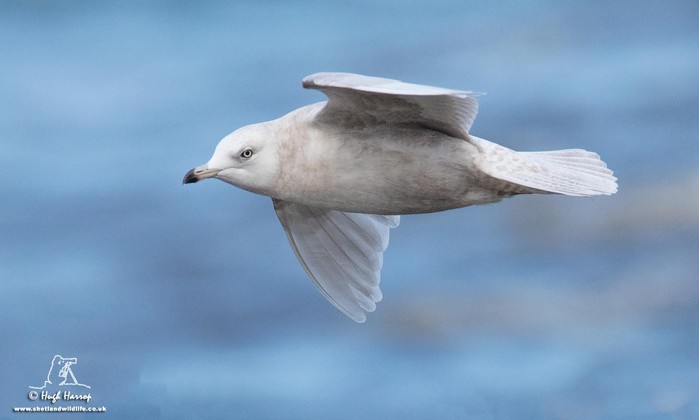Iceland Gull