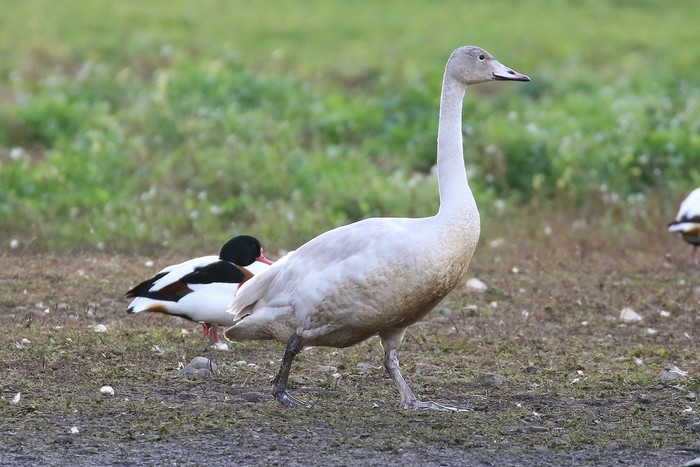 Whooper Swan