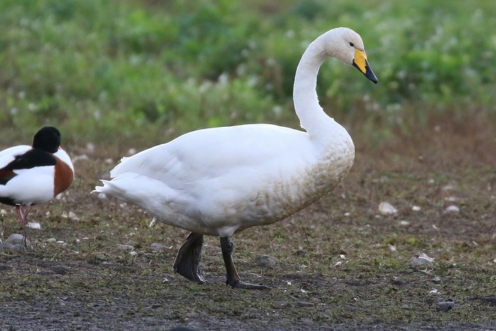 Whooper Swan