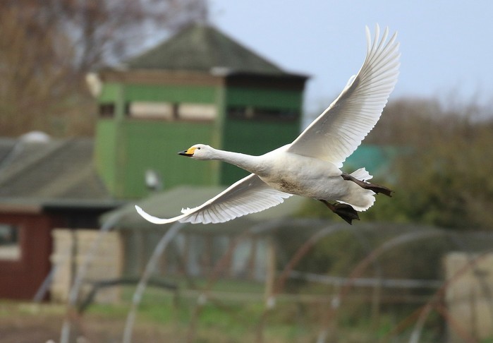 Whooper Swan