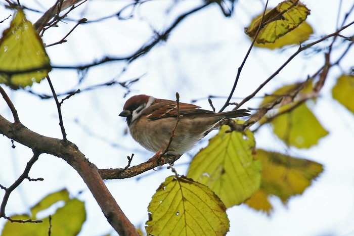 Tree Sparrow