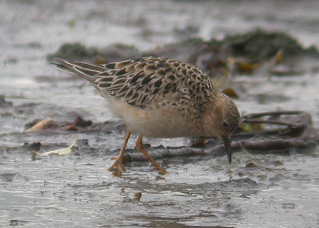 Buff-breasted Sandpiper