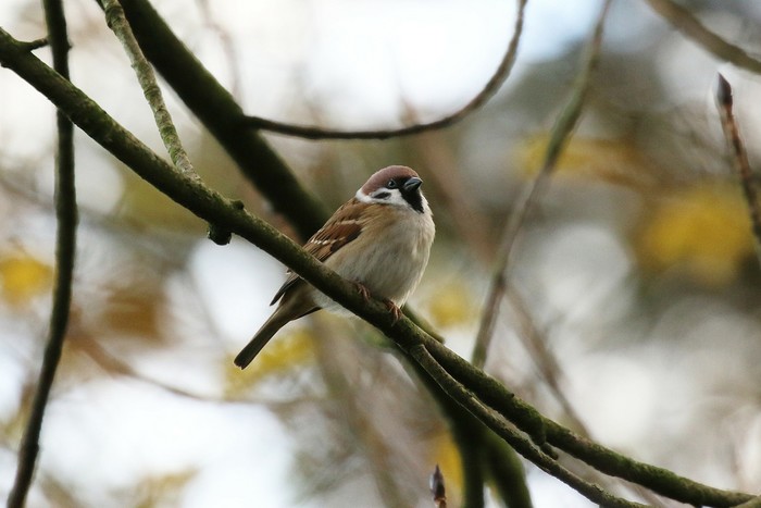 Tree Sparrow