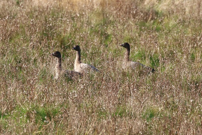 Pink-footed Goose