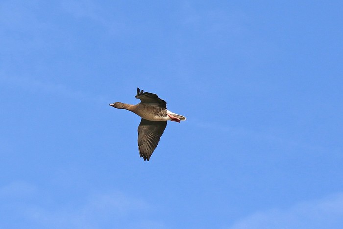 Pink-footed Goose