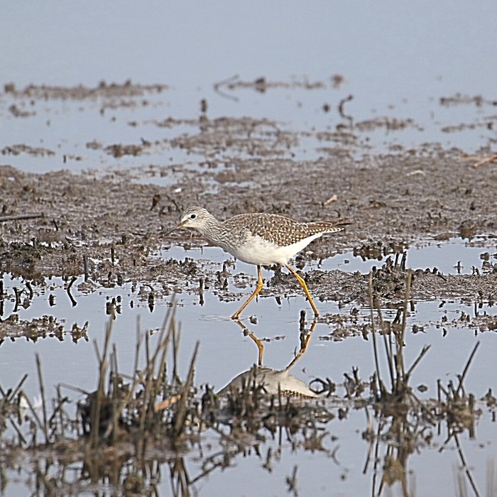 Lesser Yellowlegs