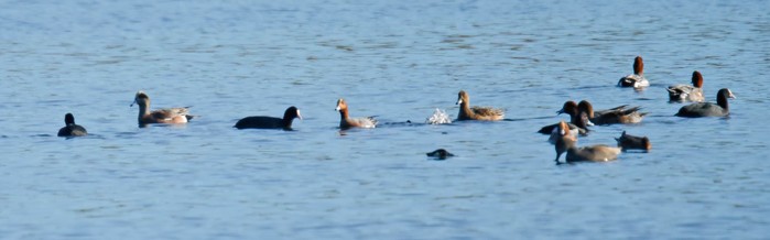 American Wigeon