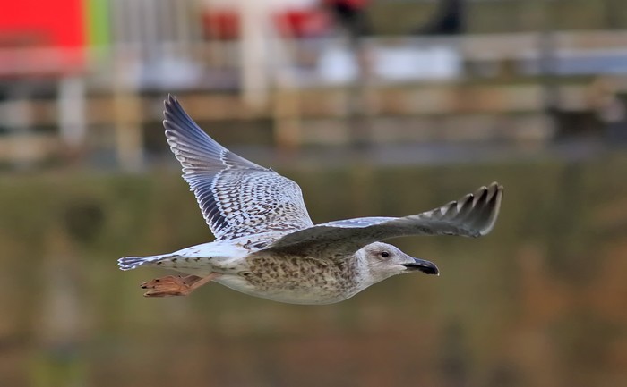Great Black-backed Gull