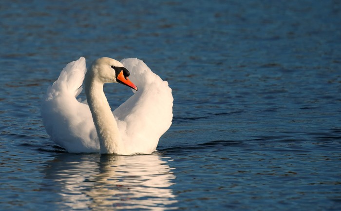 Mute Swan