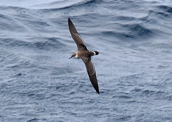 Great Shearwater