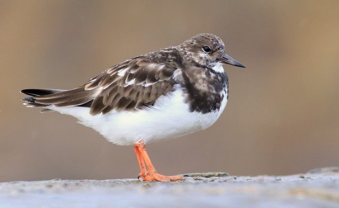 Turnstone