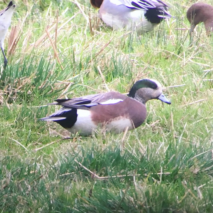 American Wigeon