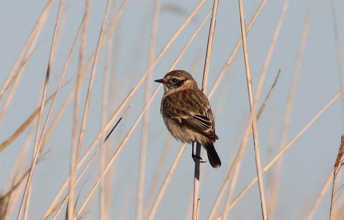 Western Siberian Stonechat