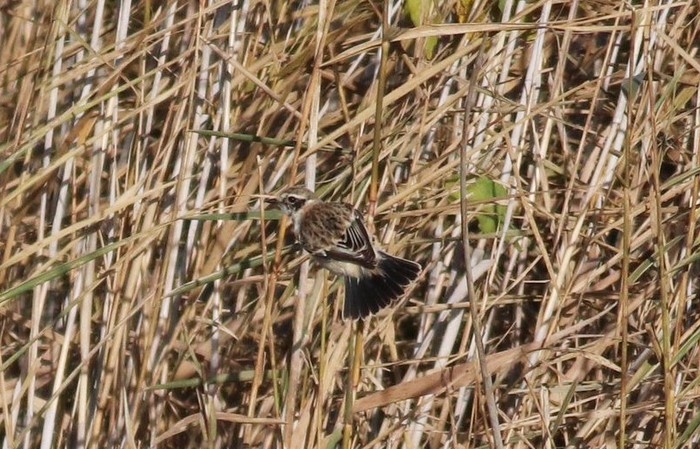 Western Siberian Stonechat