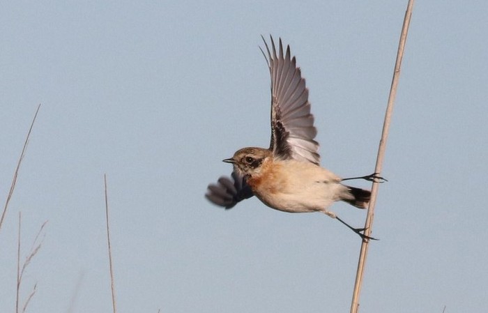Western Siberian Stonechat