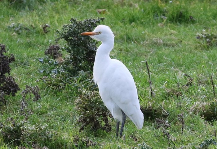Cattle Egret