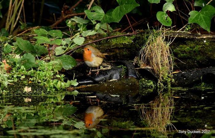 Robin