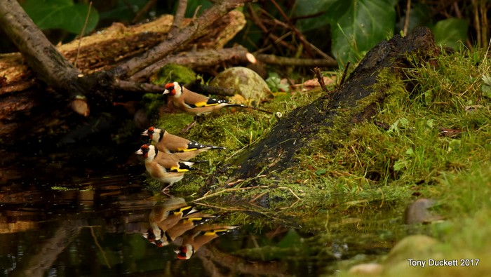 Goldfinch