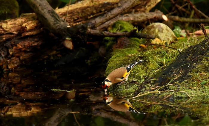 Goldfinch