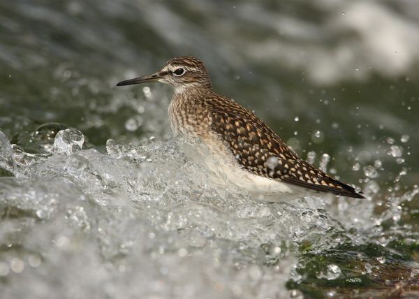 Wood Sandpiper