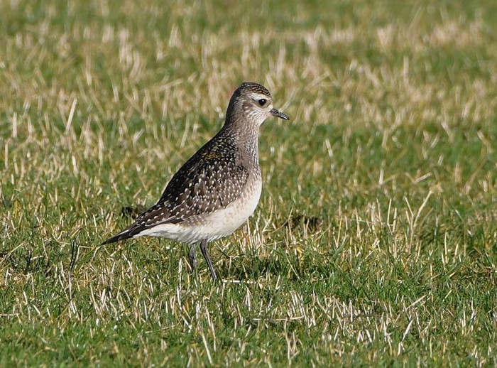 American Golden Plover