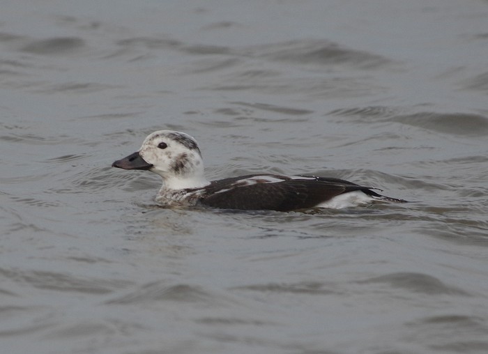 Long-tailed Duck