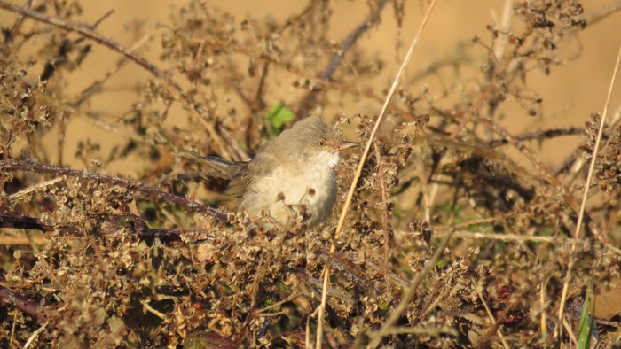 Barred Warbler