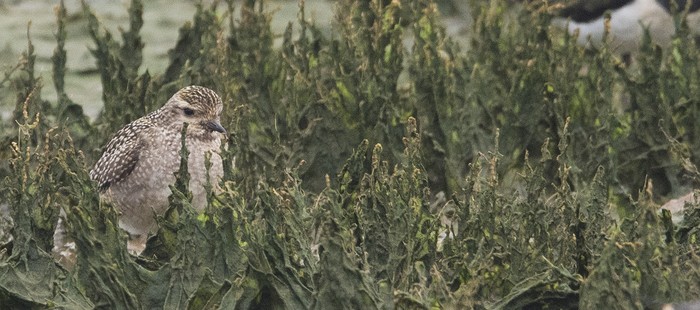 American Golden Plover