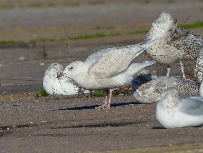 Iceland Gull