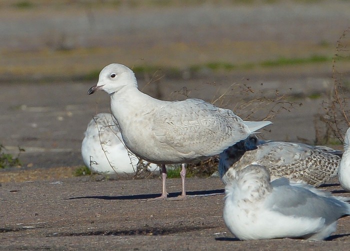Iceland Gull