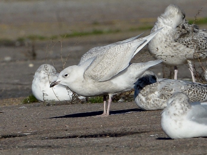 Iceland Gull