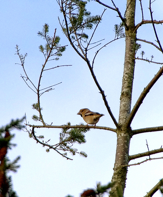 Hawfinch