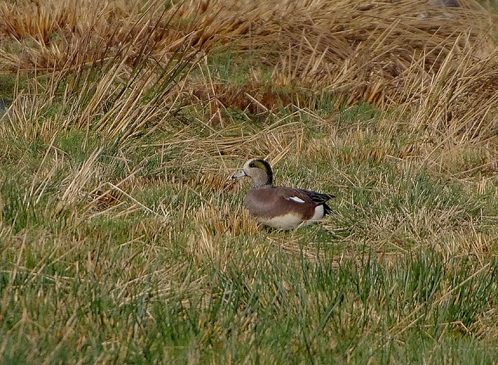 American Wigeon