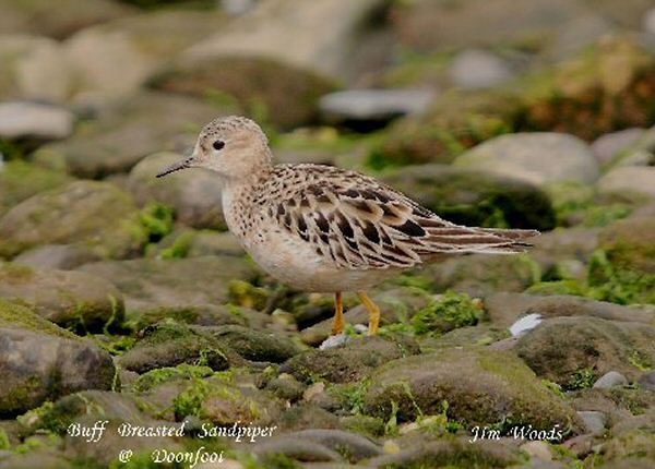 Buff-breasted Sandpiper