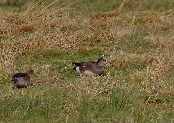 American Wigeon