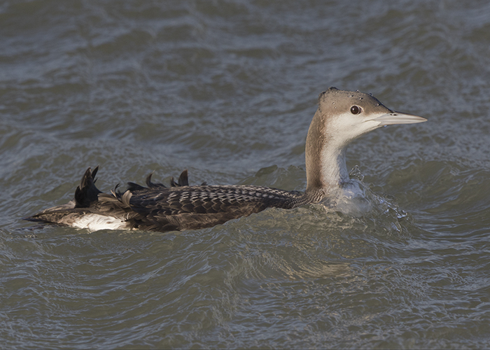 Great Northern Diver